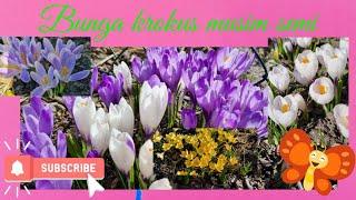 Types of Crocus Flower Jenis Jenis bunga Krokus