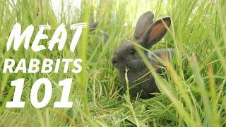 Everything You Need To Know About Raising Rabbits