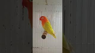 Lovebird Biola Pf