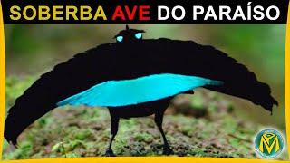 A SOBERBA AVE DO PARAÍSO - E sua belíssima dança do acasalamento