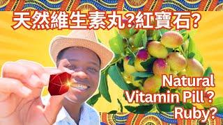 【with Eng.CC】4K A vitamin pill or a ruby? ECO-jujube picking  jaunt  ecotour  family-friendly