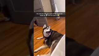 Husky rolls eyes at German Shepherd