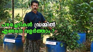 പഴച്ചെടികൾ ഡ്രമ്മിൽ എങ്ങനെ വളർത്താം?  Fruit Plants in Drum