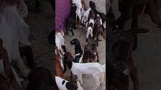 rabnawz goat farm visit #viral #youtubeshorts