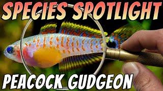 Peacock GudgeonGoby - Tateurndina ocellicauda - Freshwater Gudgeon Aquarium Fish Profile