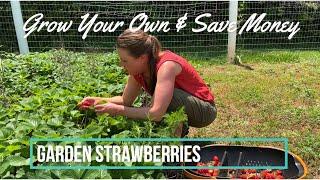 The Art of Strawberry Gardening How to Save Money by Growing Your Own