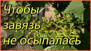 Что нужно сделать на винограде при цветении чтобы завязь не опадала.