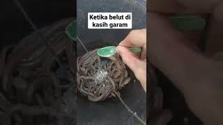 ketika belut di kasih garam