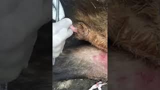 Fixation of urinary catheter in calf