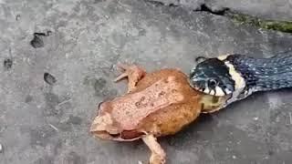 Snake Fusion with Frog