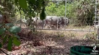 Perangkap kerbau hutan