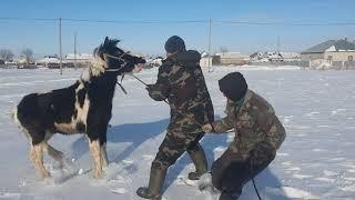 Асау Жабағы баланы басып кеттіжүрек жұтқан жігіт.