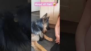 Who will win? HUGE German Shepherd vs TINY Chihuahua puppy.