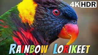 COLORFUL BIRDS  THE AMAZING RAINBOW LORIKEETS  RELAXING BIRD SOUNDS  STRESS RELIEF  EXOTIC BIRDS