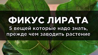 Фикус Лирата 5 вещей которые надо знать прежде чем заводить растение