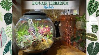 BiOrb AIR Terrarium Update 