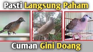 PERBEDAAN BURUNG PERKUTUT PUTER DAN DERKUKU LENGKAP DENGAN HARGANYA