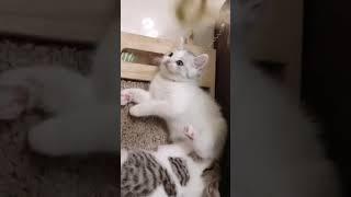 cutest cats2022 #Cats #CatsOfYouTube #CatsOnYouTube