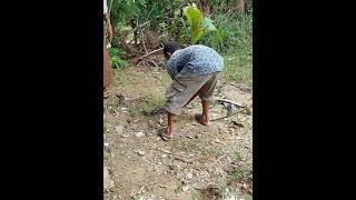 Ikan Lele #shorts #feedshorts #shortvideo  #shortvideo - @rinandju2622