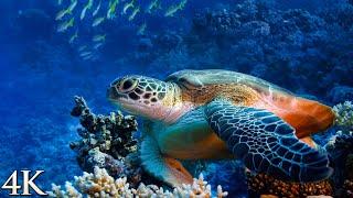 *NEW* 12HR Ambient Underwater 4K Nature Relaxation Film Treasures of the Ocean - Colorful Sea Life