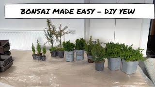 Bonsai Made Easy - DIY Yew