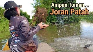 Sadis...Toman Ngamuk‼️ Joran patah di hajar mama toman  Aura Mancing Toman Bangka