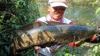 Mancing ikan gabus Monster  casting gabus haruan snakehead terasa casting toman