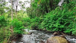 ASMR water sounds - Gentle stream sounds Very relaxing stream sounds Melodious river scenery