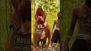 5 Breast Dogs That will Face Even Wild Beasts #shorts