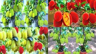 Top Growing jackfruit fruit Growing Jackfruit from cuting #fruit #gardening #grafting #amazing