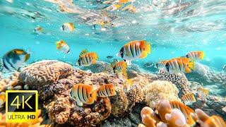 Dive Into the Colors of the Ocean Exploring The Coral Reefs In 4K ULTRA HD Colorful Ocean Life.