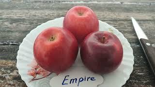 New Яблуня сорт Емпайр apple Empire. Сигнальне плодоношення. Дегустація 2023 рік