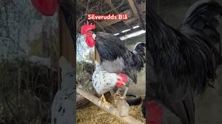 Crow-battle of the best roosters #chickens #roosters #keepingchickens #hühner #farm #farming #huhn