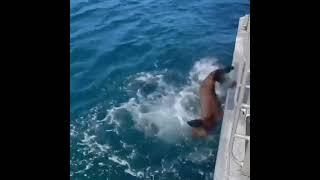 Rehabilitated Fur Seal Release