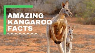 Kangaroo - Amazing Facts