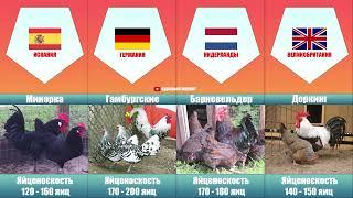 Породы кур  куры из разных стран  яйценоскость