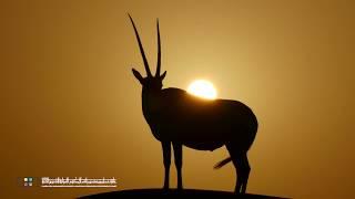 HIPA Wild Emirates - ARABIAN ORYX