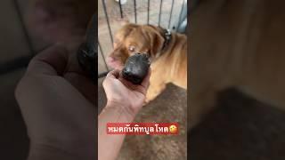 ระทึก‼️เกิดอะไรขึ้นทำไมพิทบูลกลัวสิ่งนี้ พูด⁉️ #สัตว์เลี้ยงน่ารัก #หมา #pitbull #พิทบูล #ฮาๆ #viral