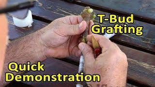 Grafting Figs  T-Bud Grafting Technique  - Quick Demonstration