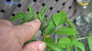 Wild Hairy Tomato  Solanum habrochaites  Type 2