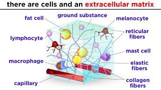 Types of Tissue Part 2 Connective Tissue