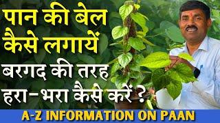 पान की बेल कैसे लगायें ? बरगद की तरह हरा-भरा करें  A-Z Information on Paan