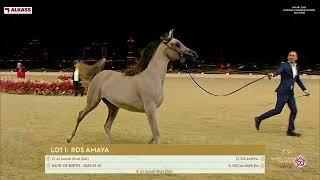 KIAHF 2024   Katara Arabian Horse Auction