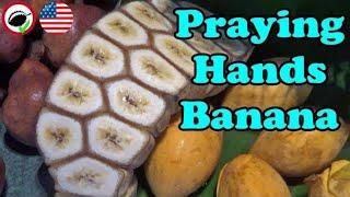 BANANAS that are STUCK TOGETHER Praying Hands Banana Weird Fruit Explorer Ep. 343