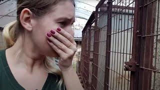 Help save dogs in the dog meat trade