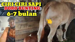 CIRI CIRI SAPI DORO BUNTING 6-7 BULAN DENGAN KANTOS SUSU MASIH KEMPET#