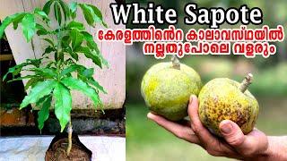 വൈറ്റ് സപ്പോട്ട നമ്മുടെ നാട്ടിലും White Sapote Malayalam#WhitesapoteWhite Sapote fruitSapotta