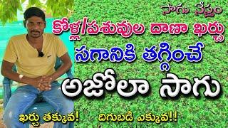 Azolla Cultivation  అజోల్లా సాగు  అజోలా దాణా ఖర్చు సగానికి తగ్గిస్తుంది  అధిక పోషకాలు ఉన్న అజోలా