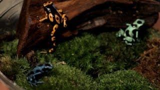 5 Cool Facts about Poison Dart Frogs  Pet Reptiles