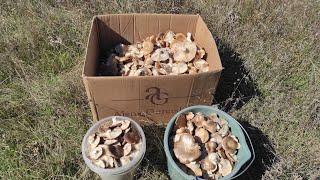 Грибы однобочки или степная вешенка ПОПЁРЛИ сбор грибов 2022 грибы в Крыму